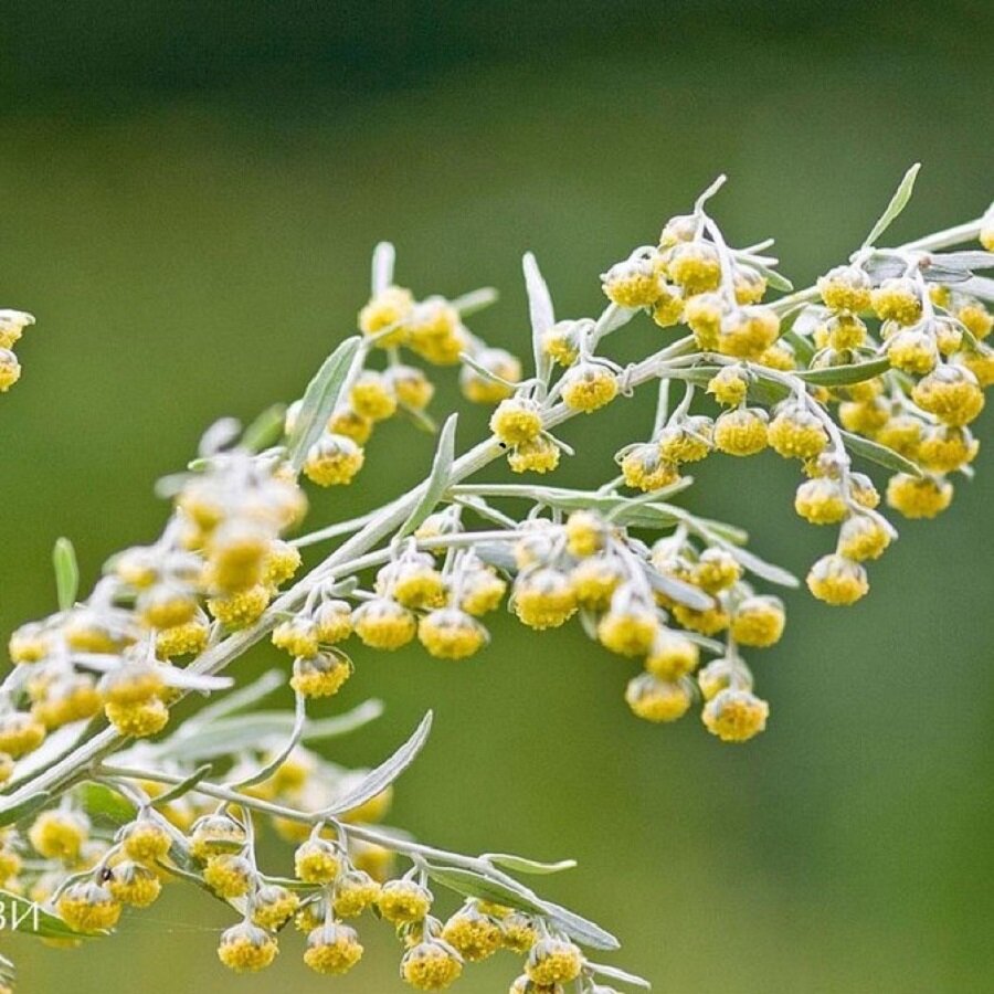 Семена Deodar SEEDS COMPANY Полынь горькая 1000 шт.
