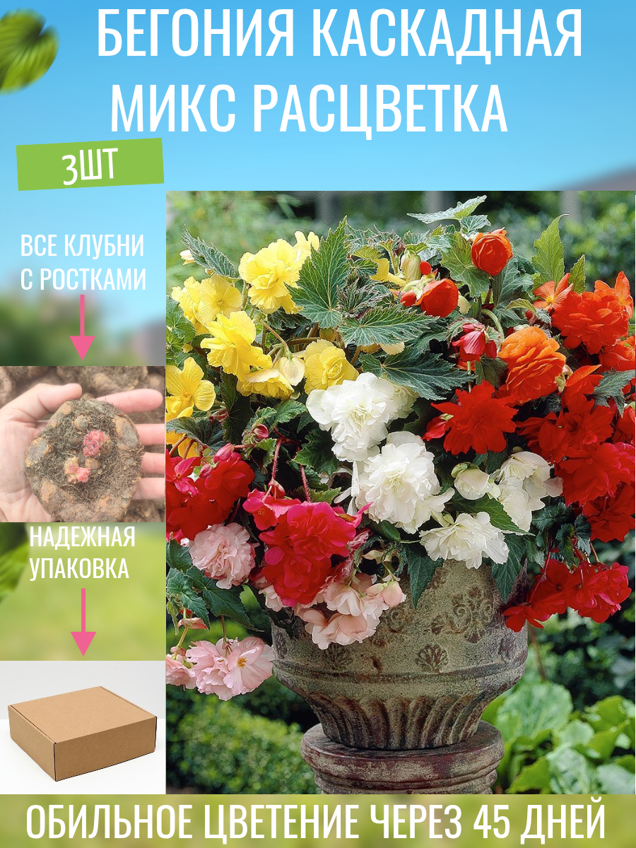 Бегония каскадная микс расцветки 3 шт.