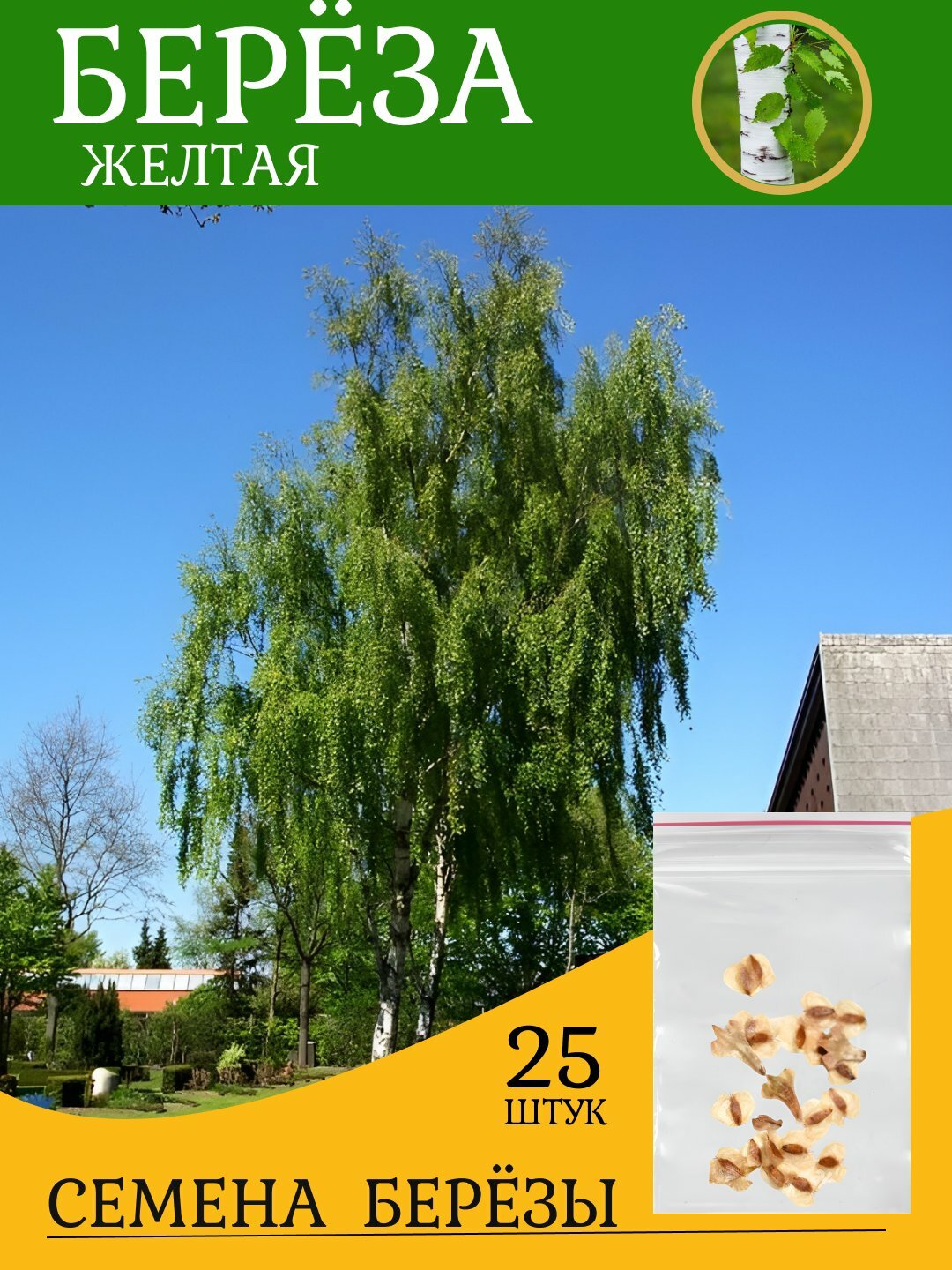 Семена Береза желтая (Betula alleghaniensis), Береза желтая или аллеганская родом