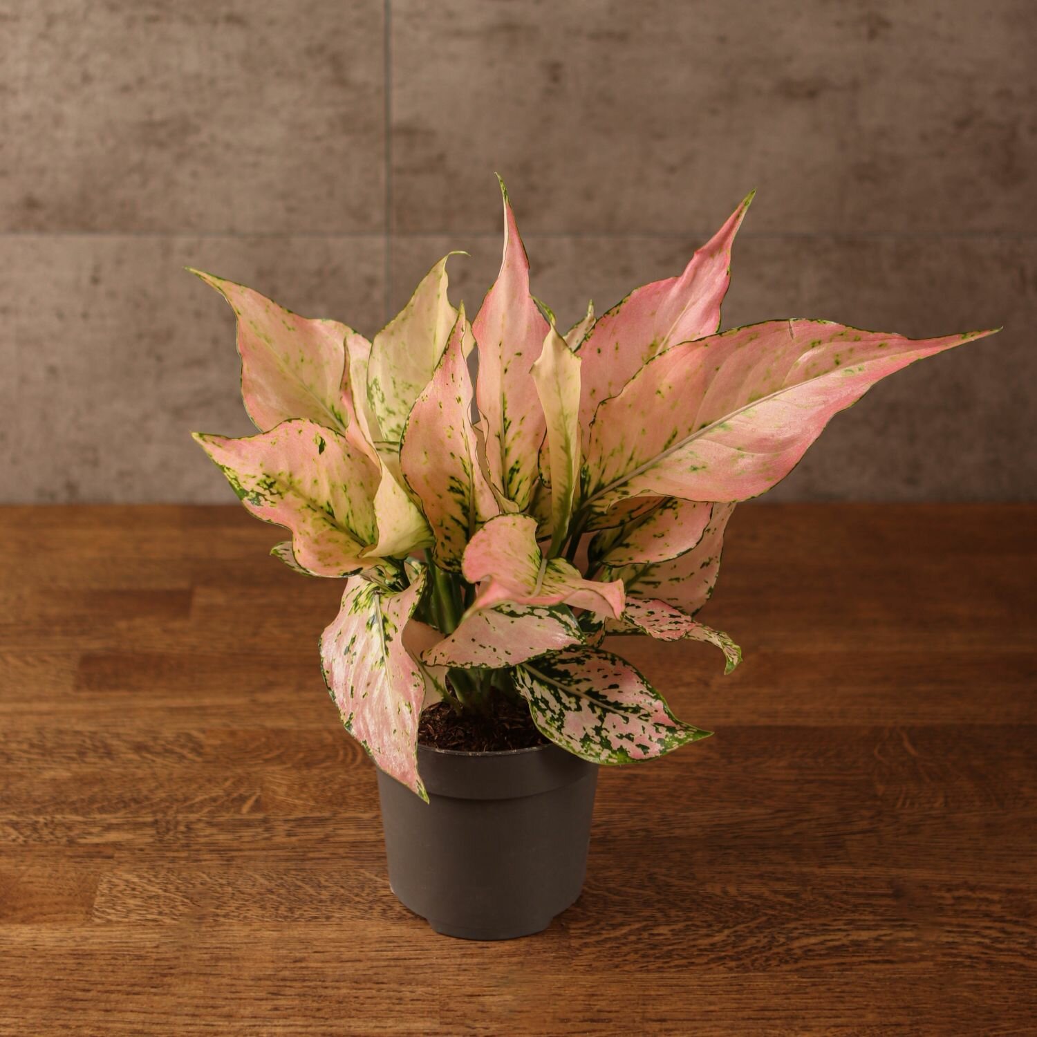 Аглаонема Rosy 25/12