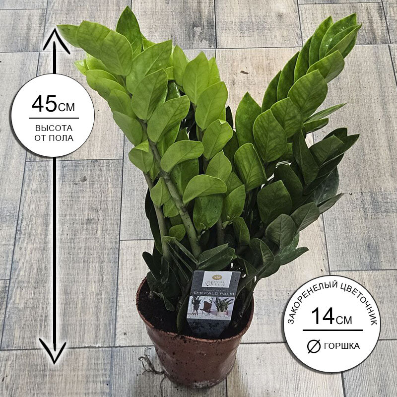 Замиокулькас Замифолия 14*45 живое комнатное растение в горшке Закоренелый Цветочник