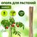 Опора для растений и цветов GREEN APPLE бамбуковая GBS-10-120 под...