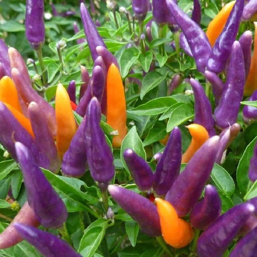 Семена Deodar SEEDS COMPANY Перец острый Ornamental Sangria 5 шт.