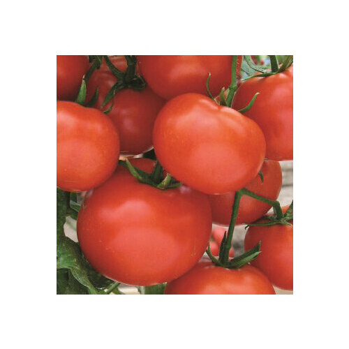 Томат Вспышка (0,1 гр.)