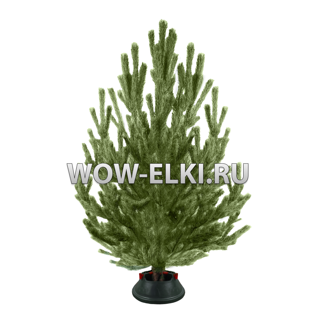 Новогодняя сосна живая 150-175 см (без подставки + гирлянда в подарок)