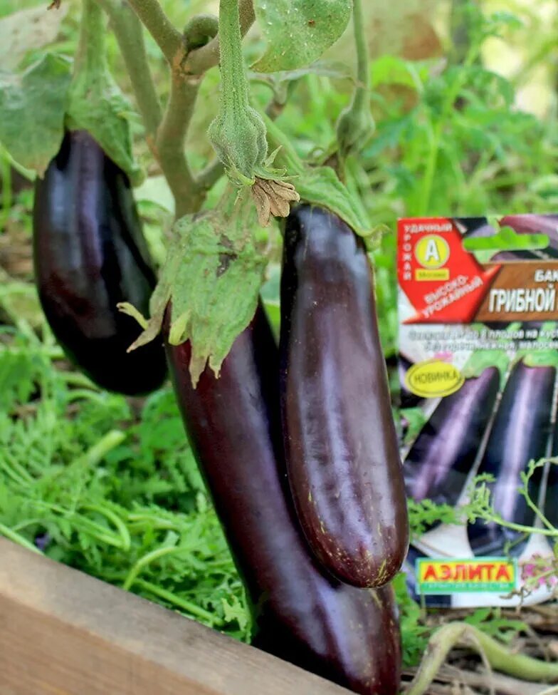 Семена баклажана Агрофирма Аэлита "Грибной Вкус", раннеспелый, 0,3 г — фото 1