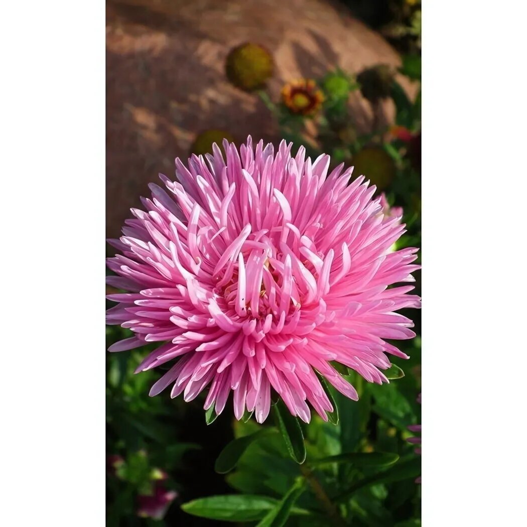 Семена астра коготковая розовая густомахровые соцветия универсальный сорт 05 г