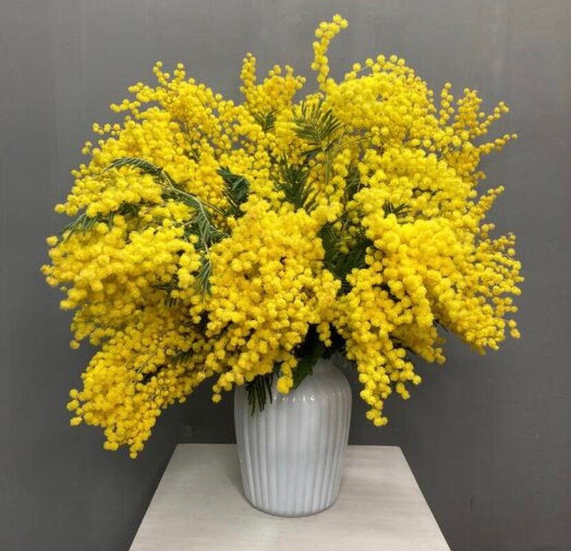 Букет живых цветов мимозы NURA FLOWERS 15 цветков высота 50 см.