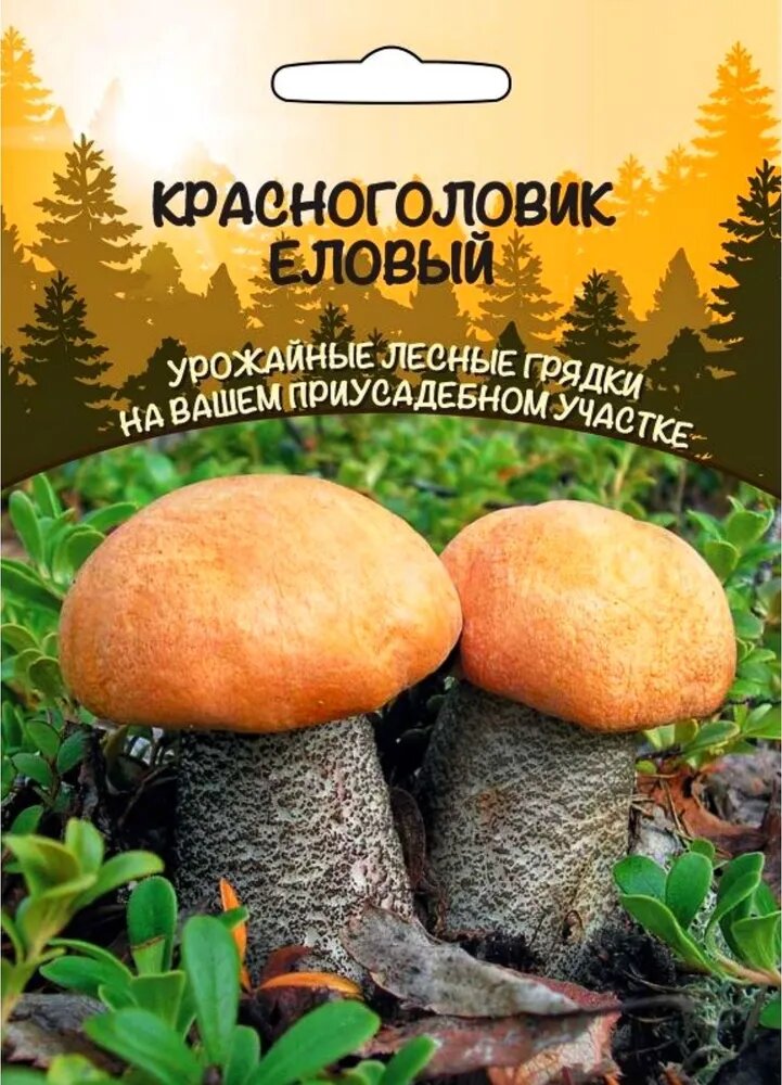 Красноголовик еловый зерновой мицелий 1 упаковка Уральский Дачник