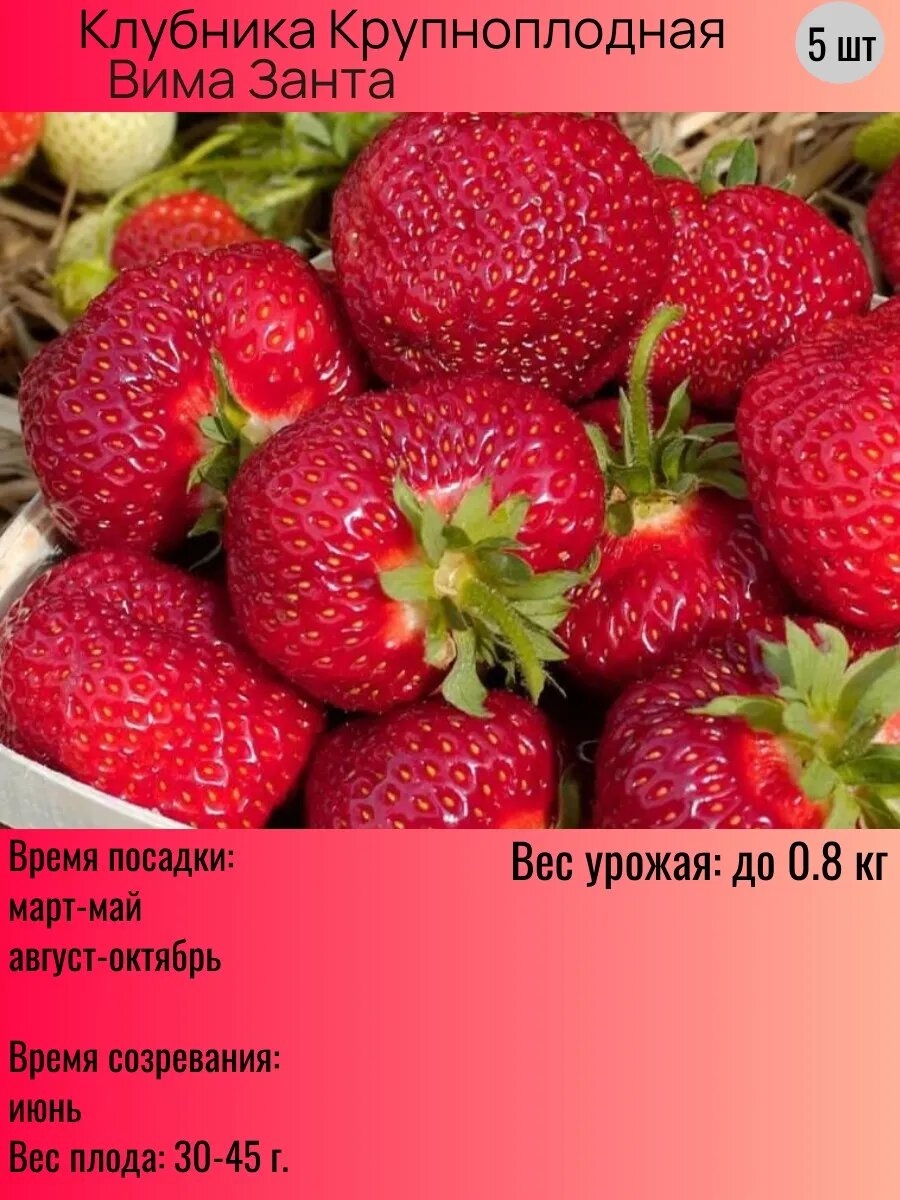 Посадка клубники Вима Рина