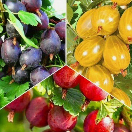 Изображение товара Комплект бесшипных крыжовников из 3 сортов / морозостойкие, высокоурожайные