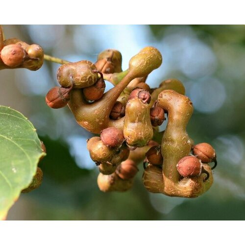 Свежие семена 10 шт Конфетное дерево - Говения (Ховения) Сладкая Hovenia dulcis + подарок