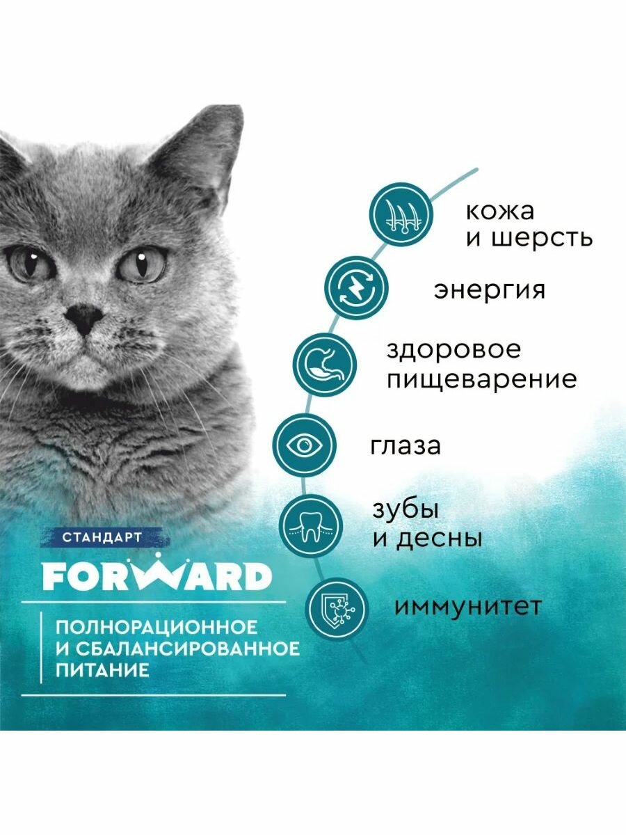 Корм FORWARD беззерновой для взрослых кошек говядина, 5 кг. - фотография № 17