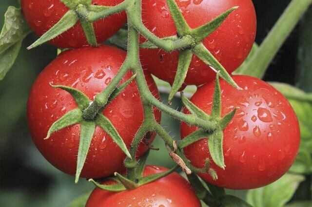 Коллекционные семена томата Средиземное Море