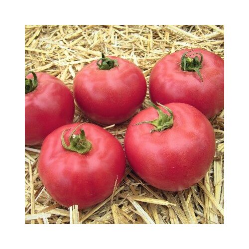 Томат Афен розовый F1 Clause из проф. упаковки