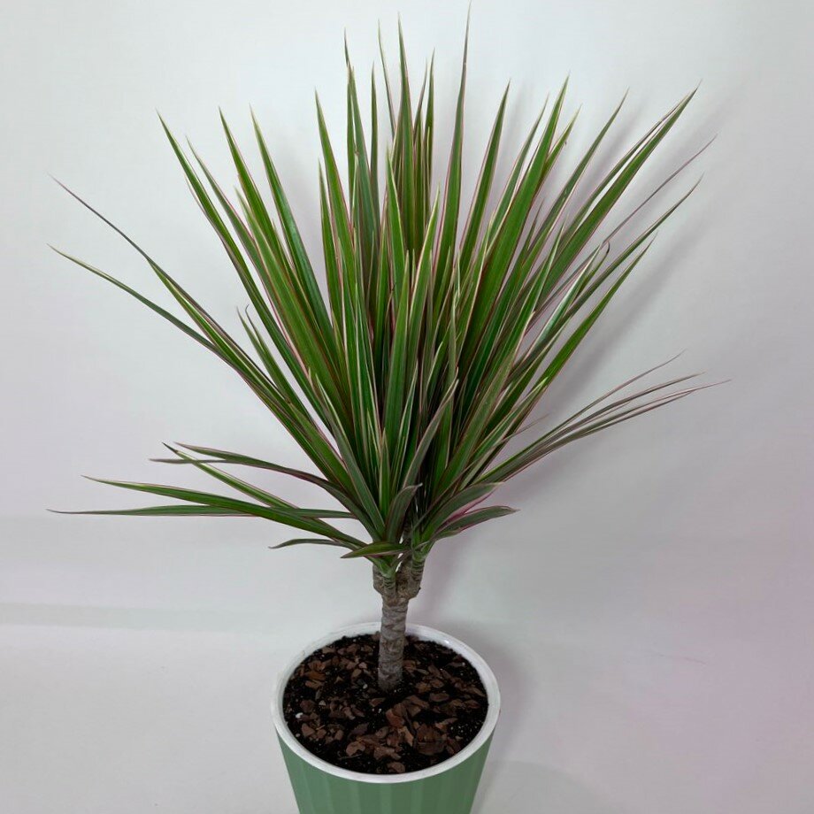 Драцена цвет Драцена Маргината Биколор (Dracaena Marginata Bicolor)60см 13 см