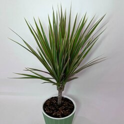 Драцена Маргината Биколор (Dracaena Marginata Bicolor)60см, 13 см