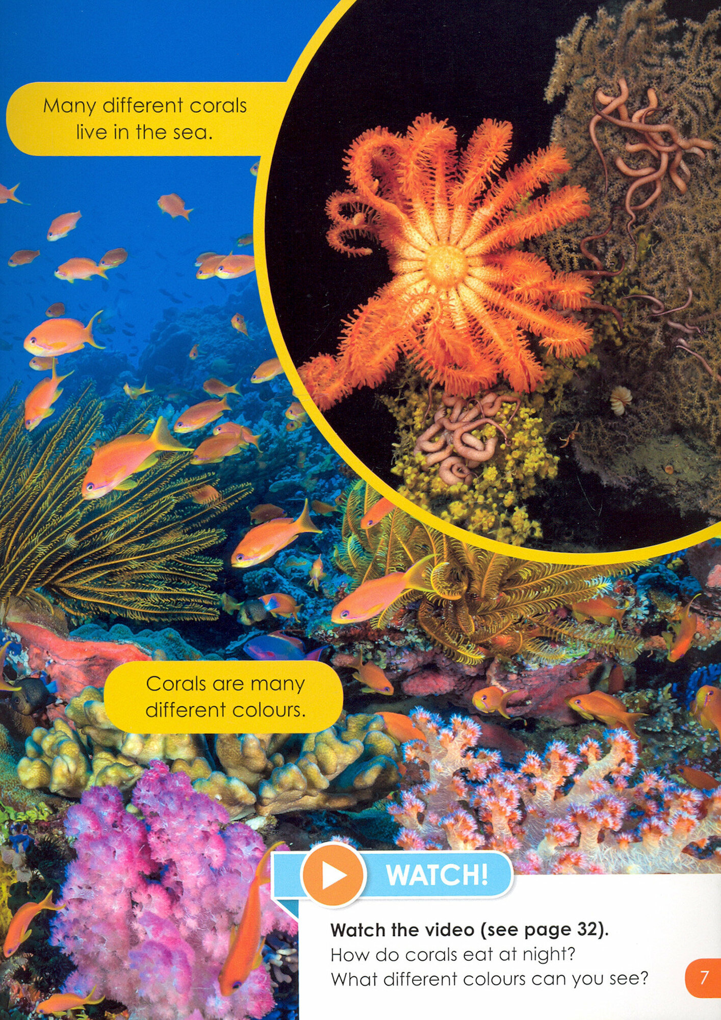 Do You Know? Coral Reefs (Level 2) - фото №3