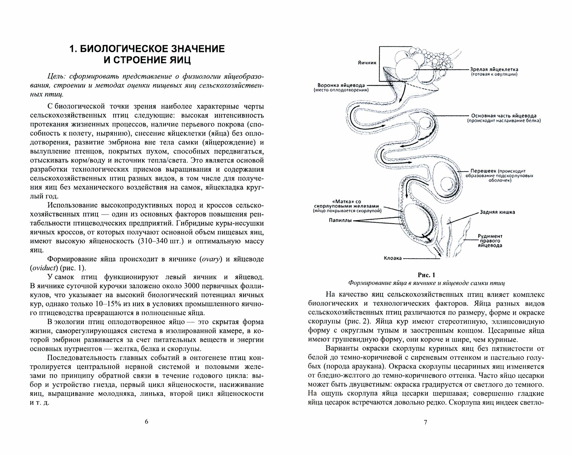 Пищевая и биологическая ценность яиц и яичных продуктов. Учебное пособие - фото №3