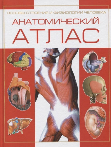 Атлас анатомии человека, основы строения и физиологии (тв.)