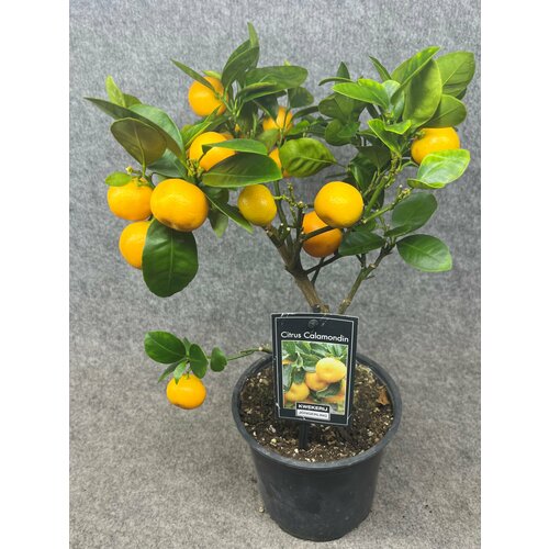 Цитрофортунелла Каламондин (40)