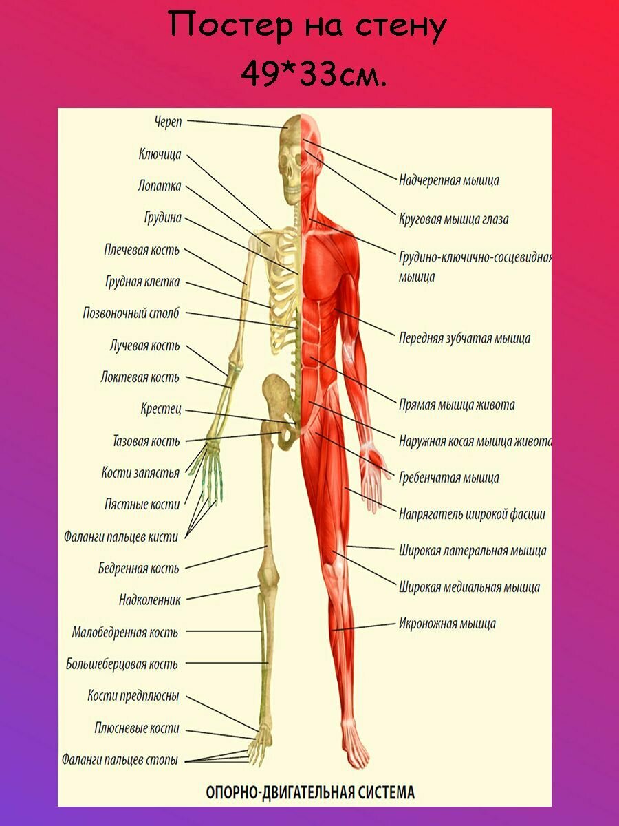 Постер, плакат на стену "Анатомия человека скелет с мышцами" 49х33 см (А3+)