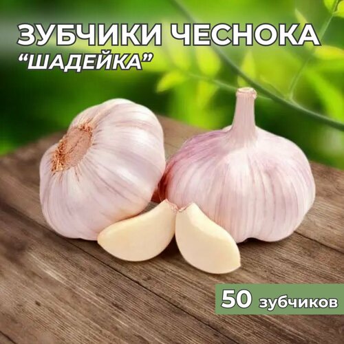 Зубчики чеснока на посадку Шадейка 50шт зубчики элитного гигантского чеснока на посадку под зиму 50шт в ассортименте