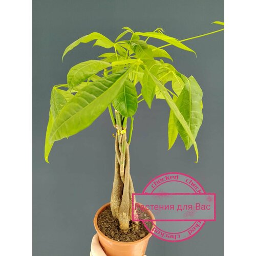 Комнатное живое растение в горшке Пахира Акватика