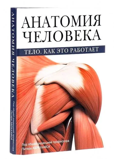 Анатомия человека. Тело. Как это работает - фото №14