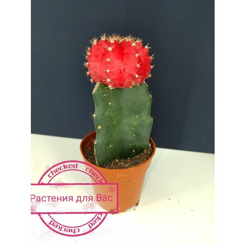 Гимнокалициум ред