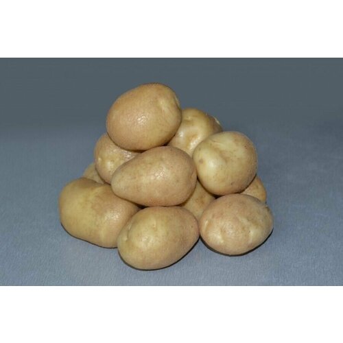 Семенной картофель Удача 4 кг
