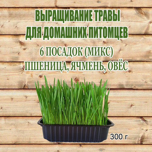 Трава для кошек для проращивания 300 гр. Набор на 6 посадок лакомство для кошек lnd трава для кошек в лотке для проращивания овес пшеница ячмень 90 грамм