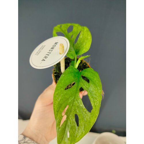 Монстера Вариегатная Адансона Минт