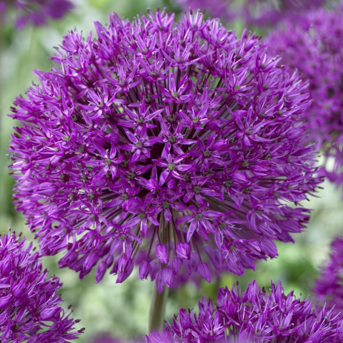 Луковицы цветов, chipollino flowers, аллиум PURPLE SENSATION (3 луковицы)
