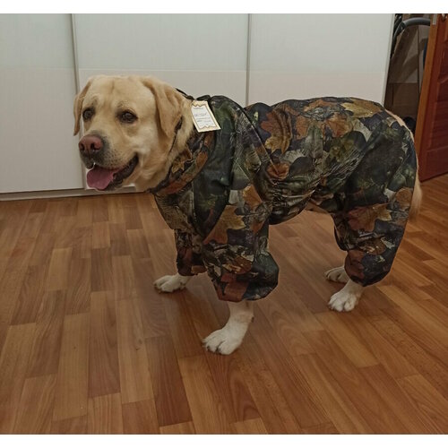 Комбинезон-дождевик для лабрадора кобеля мембрана цвет осенние листья 4000₽