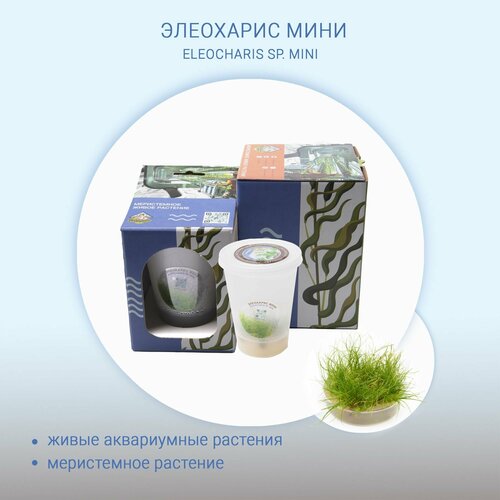 Элеохарис мини ELEOCHARIS SP MINI меристема живые растения in-vitro для аквариума 390₽