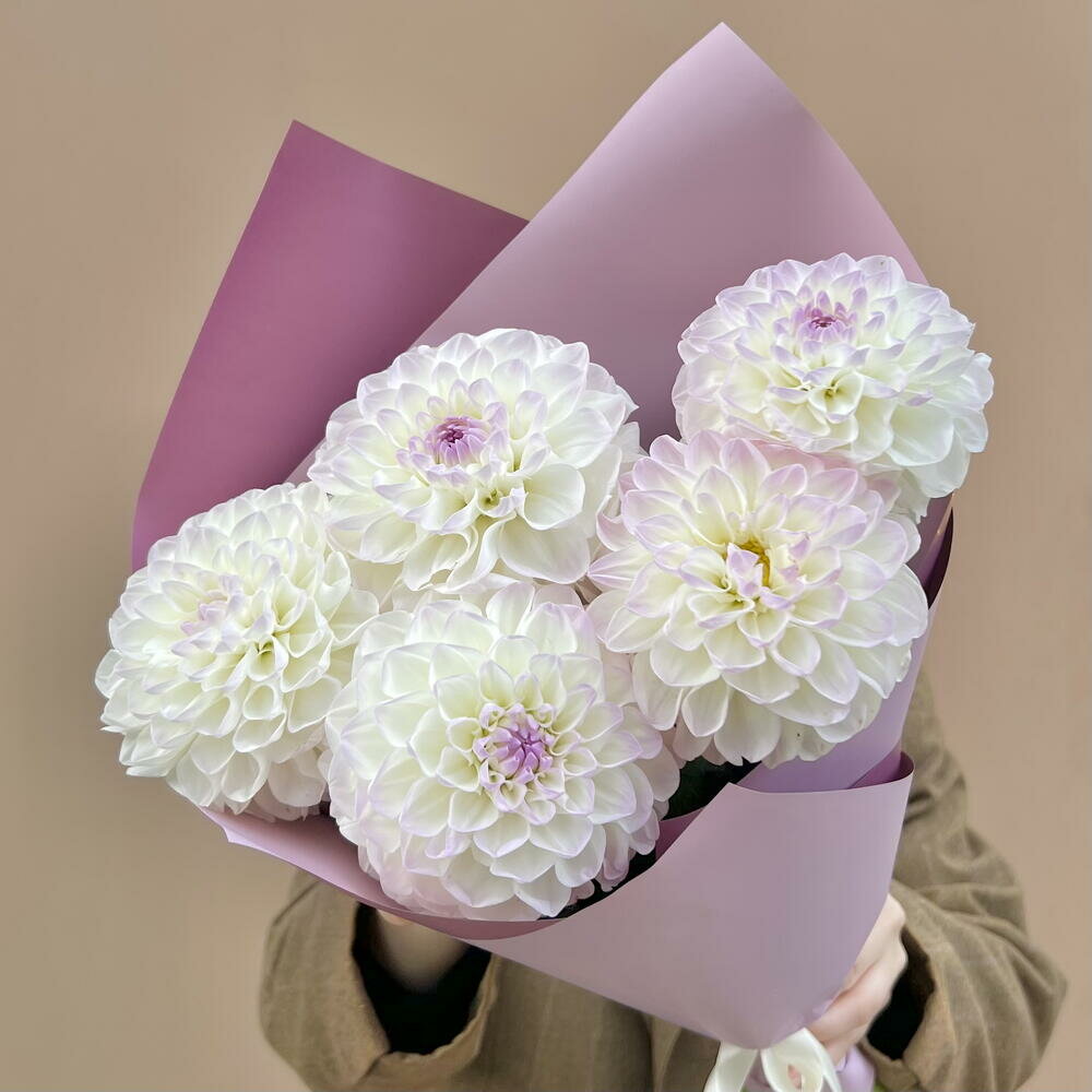 Букет из 5 бело-розовых георгинов шикарный букет премиум букет премиум цветы