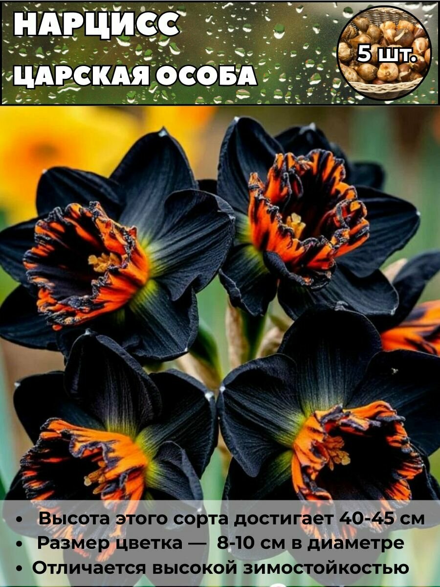 Нарцисс Царская особа луковицы 5 штук