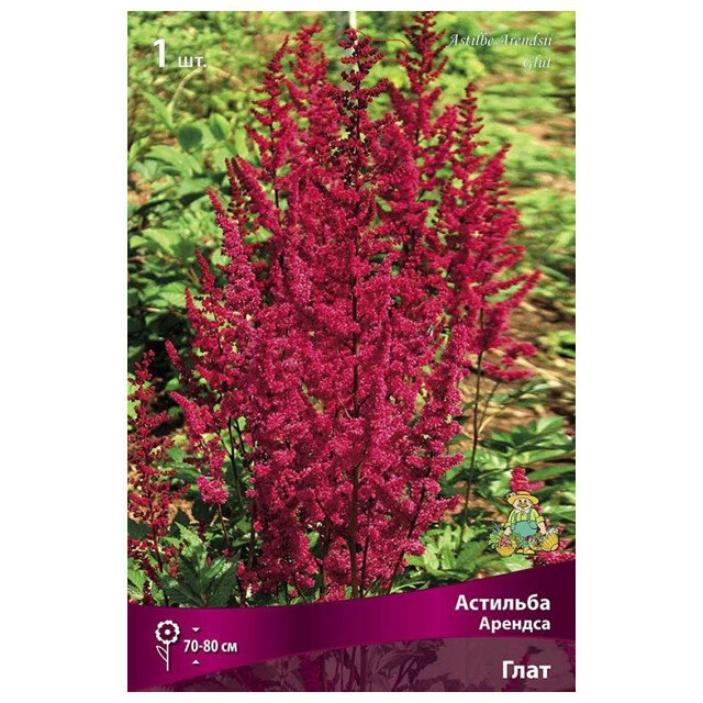 Корни растений астильба Арендса Глат в капере 1 шт.