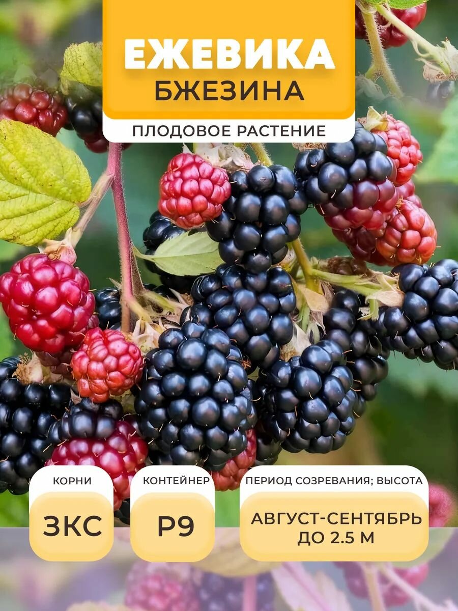 Ежевика саженец Бжезина в горшке P9 05 л многолетнее | Микроклон