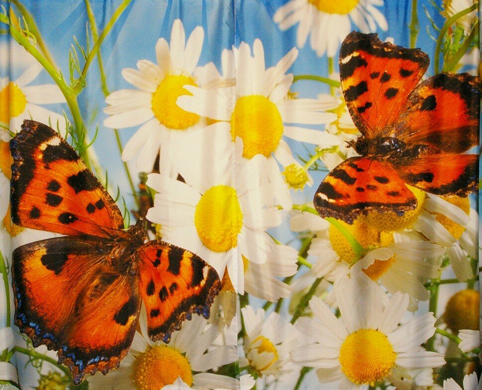 Фотошторы "бабочки" шир. 145 см, выс. 175 см - фотография № 3