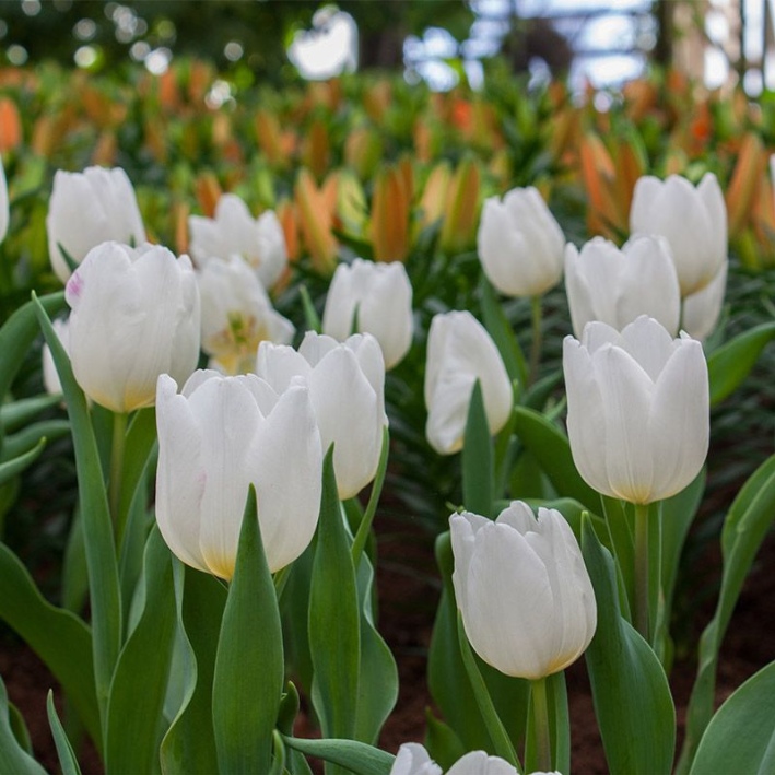 Тюльпан WHITE PRINCE (10 луковиц) - фотография № 1