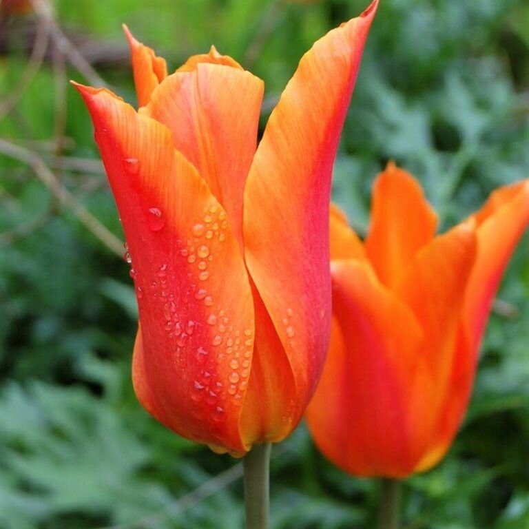 Тюльпан Лилиецветный Балерина яркий бокал с нежным оранжево-апельсиновым краем, 10штук, 11/12, высота - 50 см - фотография № 1