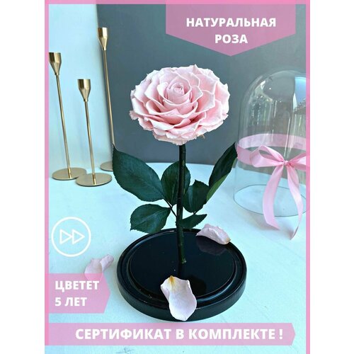 Роза в колбе Bonita 26 см Стабилизированные живые цветы