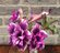 Адениум Wild Purple, Дикий фиолетовый, семена
