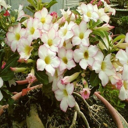 Адениум, Adenium Obesum Desert Rose FOCUS, семена, цветы