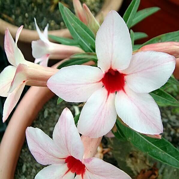 Адениум Adenium Obesum Desert Rose CANARY BIRD семена цветы