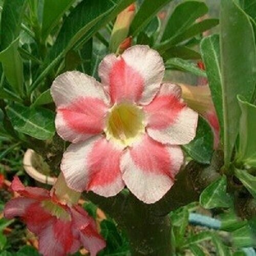 Адениум, Adenium Obesum Desert Rose BEAUTY CLOUD 2, семена, цветы