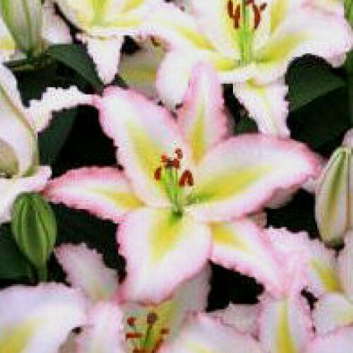 Луковица Лилия восточная Примроуз Хилл белый