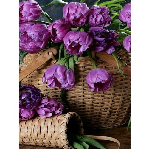 Картина по номерам Фиолетовые тюльпаны 40х50 GX45092